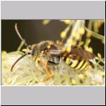 Nomada lathburiana - Wespenbiene m12.jpg
